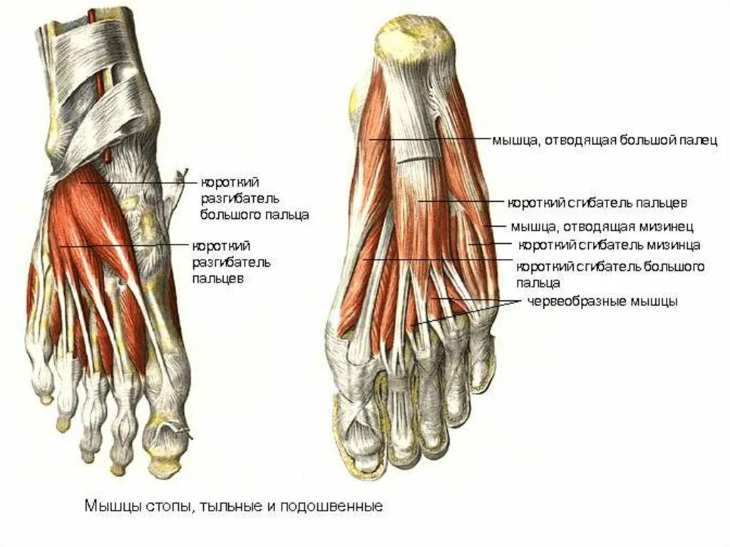 Мышцы сгибатели пальцев стопы. Мышцы сгибатели и разгибатели большого пальца стопы. Сгибатель большого пальца стопы анатомия. Мышца сгибателя миитзинца стопы. Отводящий большой палец стопы