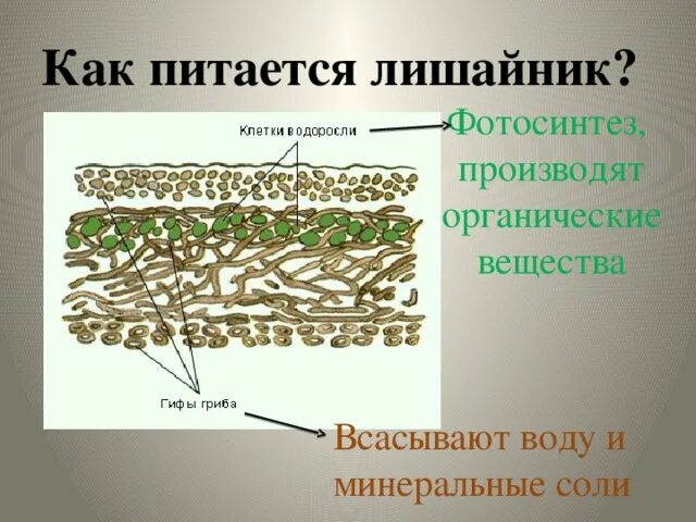 Гриб и водоросль в составе лишайника. Микроскопическое строение лишайника. Внешнее и внутреннее строение лишайников. Строение лишайника 5. Сложное строение лишайника.