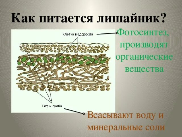 Грибы входят в состав лишайников. Внутреннее строение лишайника. Микроскопическое строение лишайника. Внешнее и внутреннее строение лишайников. Строение лишайника 5.