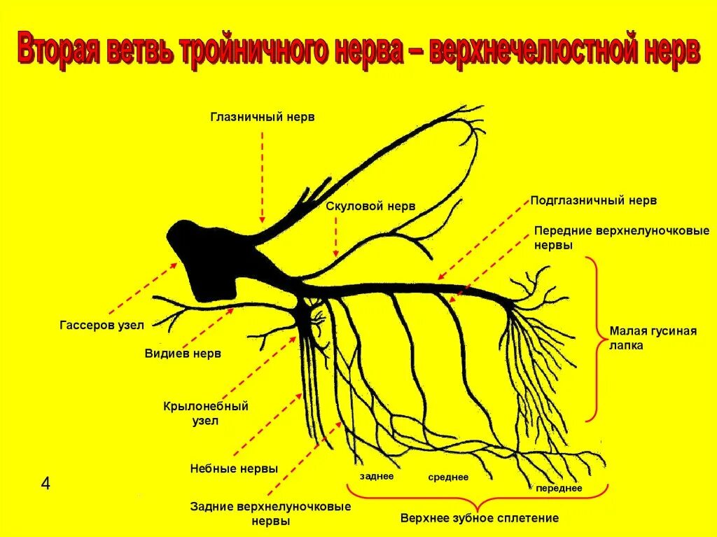 2 Ветвь тройничного нерва схема. Ветви верхнечелюстного нерва анатомия. Тройничного нерва ветви челюсти. 2 Ветвь тройничного нерва анатомия.