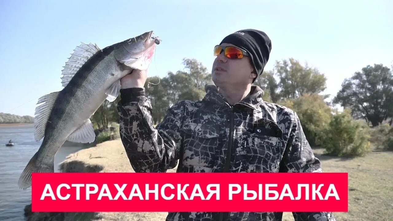 Клев судака в астрахани