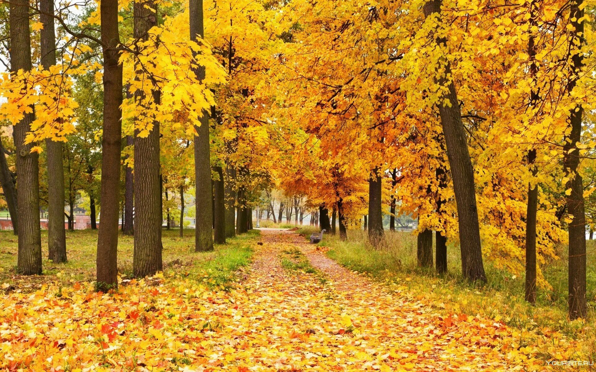 Золотая Кленовая аллея. Осенний парк. Осенний лес. Осень в парке.