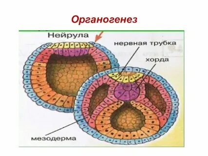 Какие ткани формируются из энтодермы