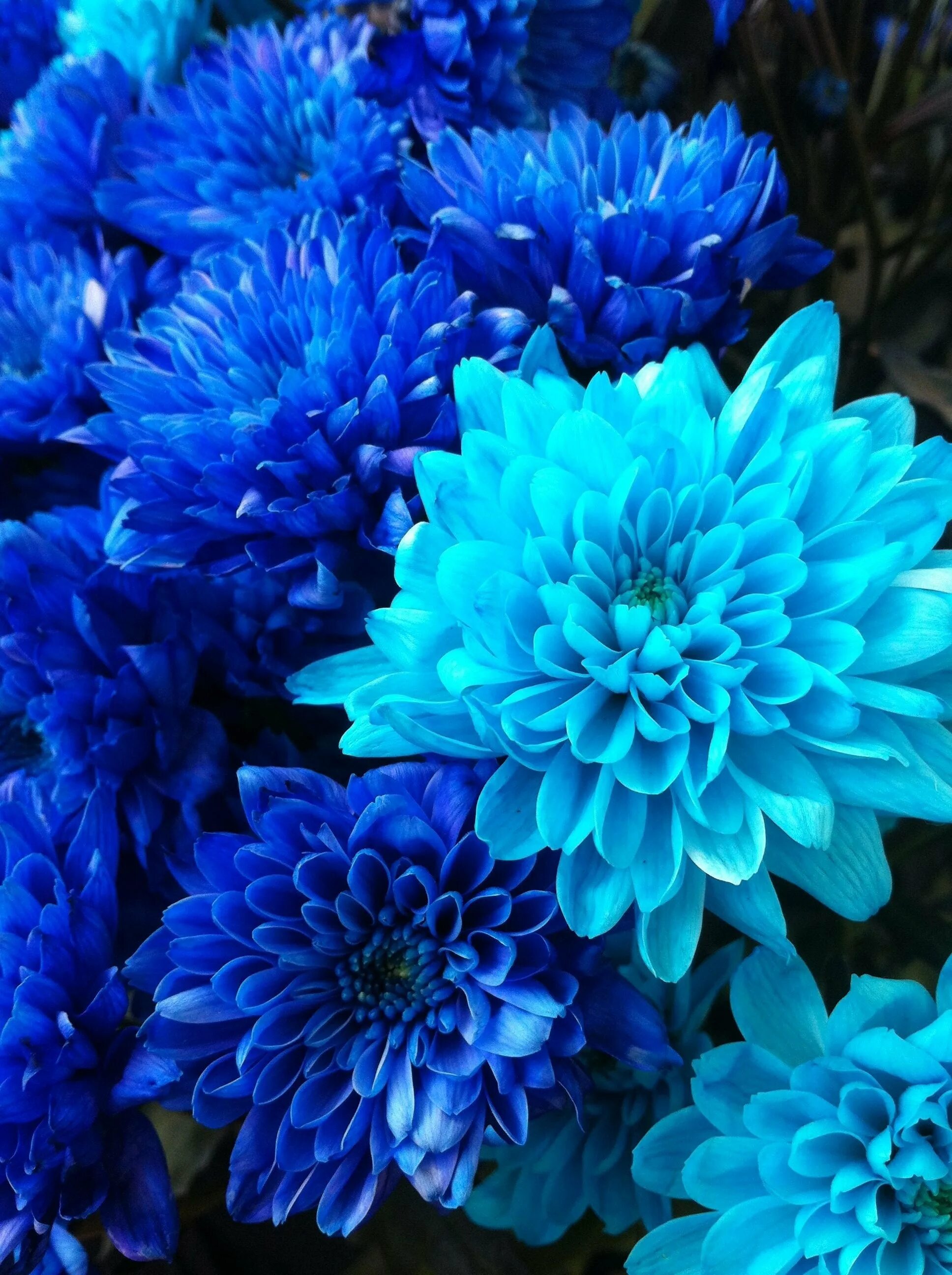 Фотография синего цвета. Хризантема кустовая голубая. Георгин голубая Далия. Блуе Фловер. Ромашковидные хризантемы бирюзовые.