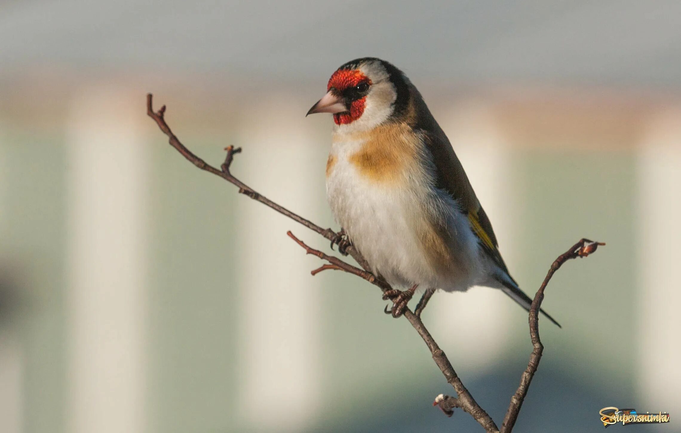 Птица из вьюрковых 7 букв на а. Вьюрковые урала. American goldfinch птица. Птицы китая фото. Дубонос птица.