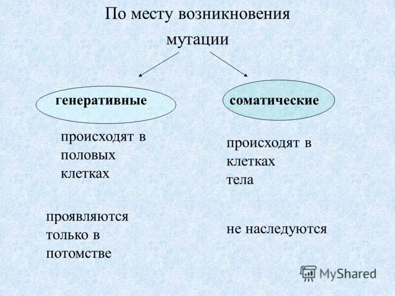 Появление мутаций при половом размножении. Соматические и генеративные мутации. Место возникновения мутаций. Виды мутаций по месту возникновения. Типы мутаций соматические и генеративные.