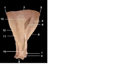 Incisura mastoidea