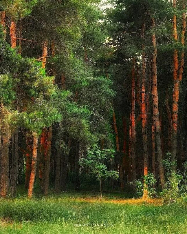 Хвойные янтарь. Янтарный лес. Янтарная сосна. Янтарь на сосне. Реконструкция янтарного леса.