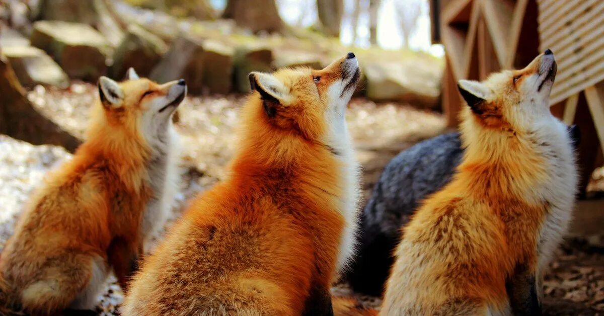 Три лисы. Стая Лис. Лиса много. Семья лисиц. These are foxes