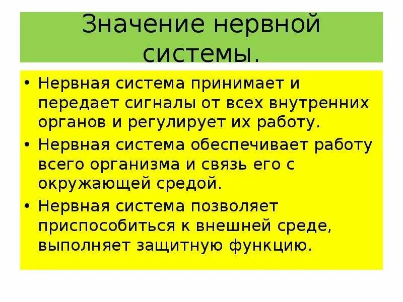 Значение class. Значение нервной системы для организма человека. Доклад на тему значение нервной системы для организма. Знаен енервной системы. Рассказ о нервной системе.