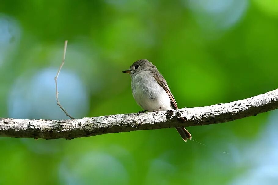 Nature is wild. Smart natural Bird. Wild Birds. Камерой на живых натуральных птицах маленьких. Brown Bird.