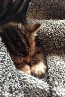 Картинки котиков милых спокойной ночи
