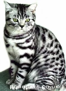 Белый кот с черными полосками