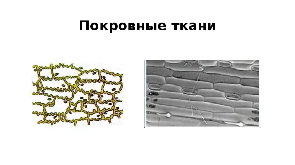 Покровная ткань биология 6 класс впр. Покровная ткань - пробка запасающая ткань -. Покровная ткань биология 6 класс. Эпидерма ризодерма перидерма. Ткани растений покровная ткань рисунок.