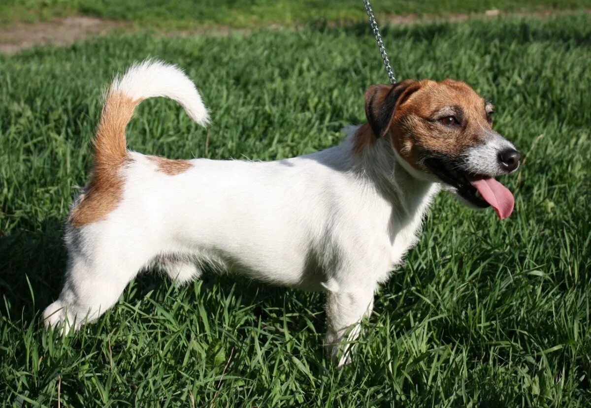Джек-рассел-терьер брокен. Парсон рассел терьер жесткошерстный. Брокен терьер. Джек рассе терьера брокен. Джек рассел брокен сука.
