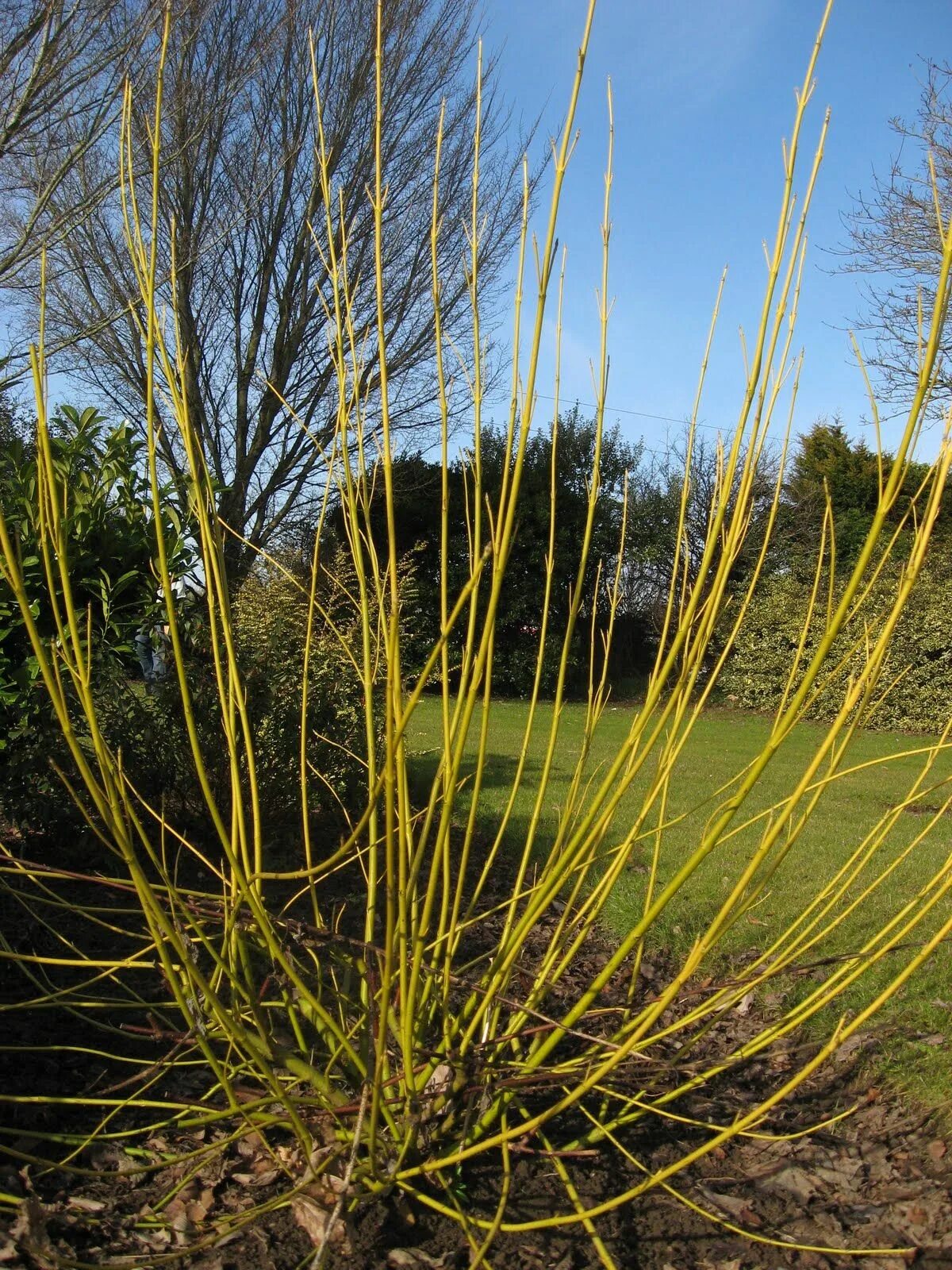 Дёрен отпрысковый Flaviramea. Дерен отпрысковый"Флавирамеа (Cornus. Sericea "Flaviramea"). Дерен отпрысковый (Cornus sericea Flaviramea. Дерен флавирамеа