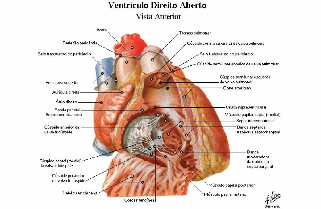 Где предсердие. Правое предсердие анатомия. Наджелудочковый гребень правого желудочка. Правое предсердие сердца анатомия. Сердце анатомия Неттер.