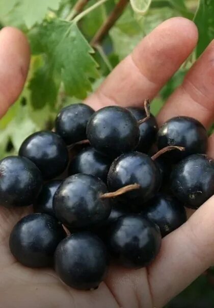 Смородина пяти. Смородина пяти. Смородина пять литров цена ишим. Смородина пяти. Черная смородина ведро 5 л.