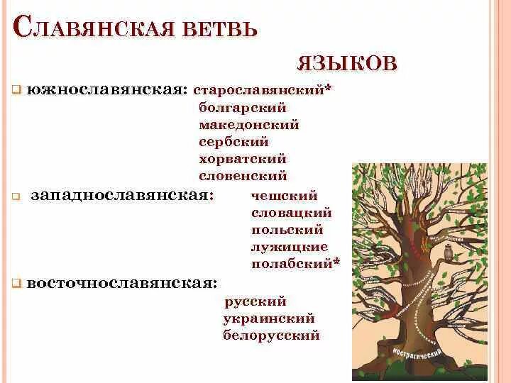 Языковые ветви схема. Классификация славянских языков схема. Ветви славянских языков. Ветка славянских языков.