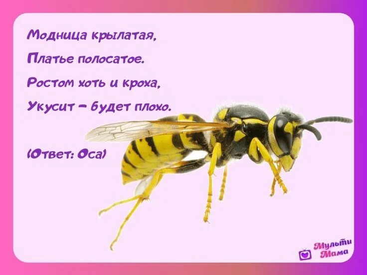 Проект про шмеля 4 класс PPT Красная книга Кубани PowerPoint Presentation, free download ID:6457531