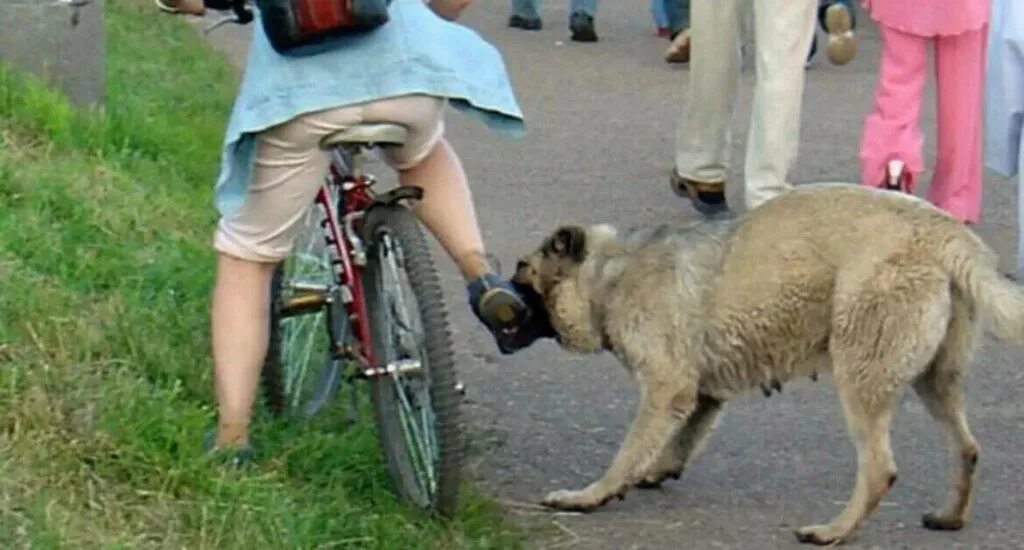 Уличные собаки. Уличные собаки. Собака кидается на людей. Собака кидается на людей. Чёрная немецкая овчарка зкс.