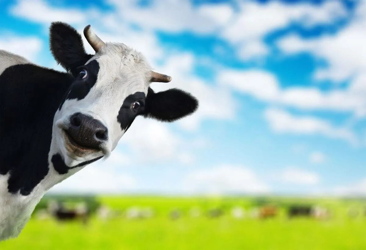 Коровка реклама. Счастливая корова. Морда коровы. Смешные коровки. Радостная корова.
