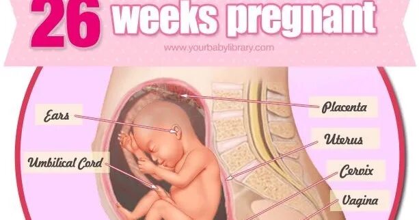 24 неделя развитие. Расположение ребенка на 25 неделе. Расположение ребенка на 22 неделе беременности. Ребенок в матке в 23 недели. Расположение малыша на 25 неделе.