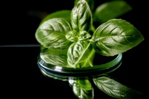 Plantum