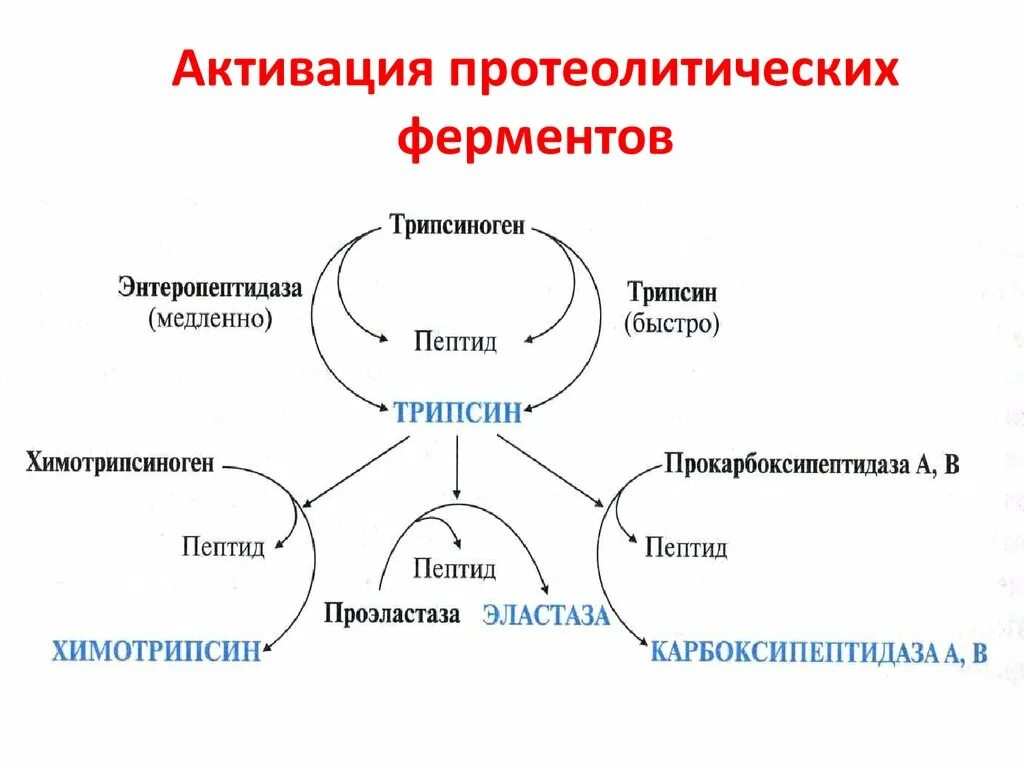 Экспериментатор решил установить активность фермента трипсина. Схема и механизм активации протеолитических ферментов.. Механизм активации протеолитических ферментов ЖКТ биохимия. Механизмы активации протеолитических ферментов кишечного сока. Протеолитических ферментов общая схема.