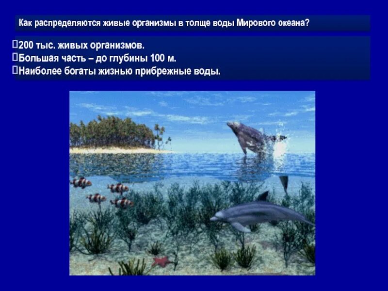 В какой части океана больше живых организмов