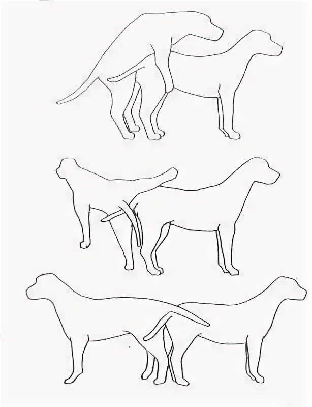 Почему собаки склеиваются. Замок при спаривании собак. Этапы спаривания собак. Собаки слипаются при спаривании. Узел у собак при спаривании.