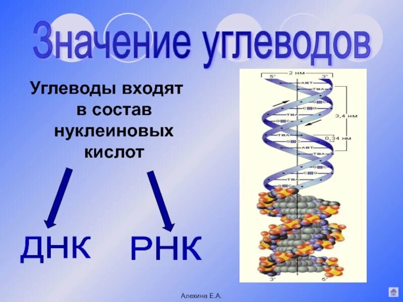 Функции нуклеиновых кислот углеводов. Углеводы входящие в состав нуклеиновых кислот. Углеводы состоят из. Состав нуклеиновых кислот. Углевод входящий в состав нуклеиновой кислоты.