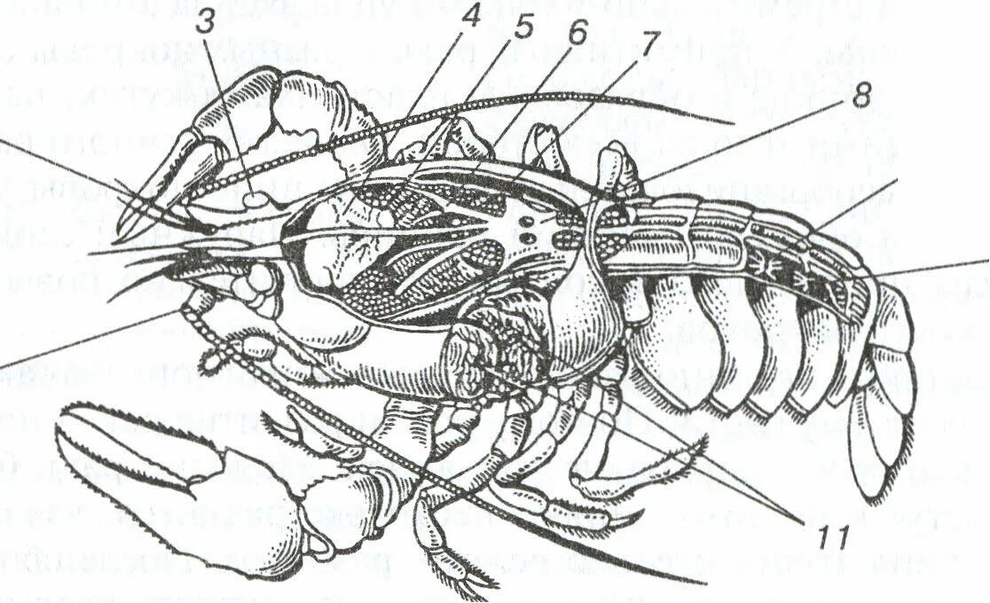 Строение речного рака рисунок. Членистоногие ракообразные строение. Внутреннее строение ракообразных. Тип Членистоногие класс ракообразные строение. Crustacea строение.