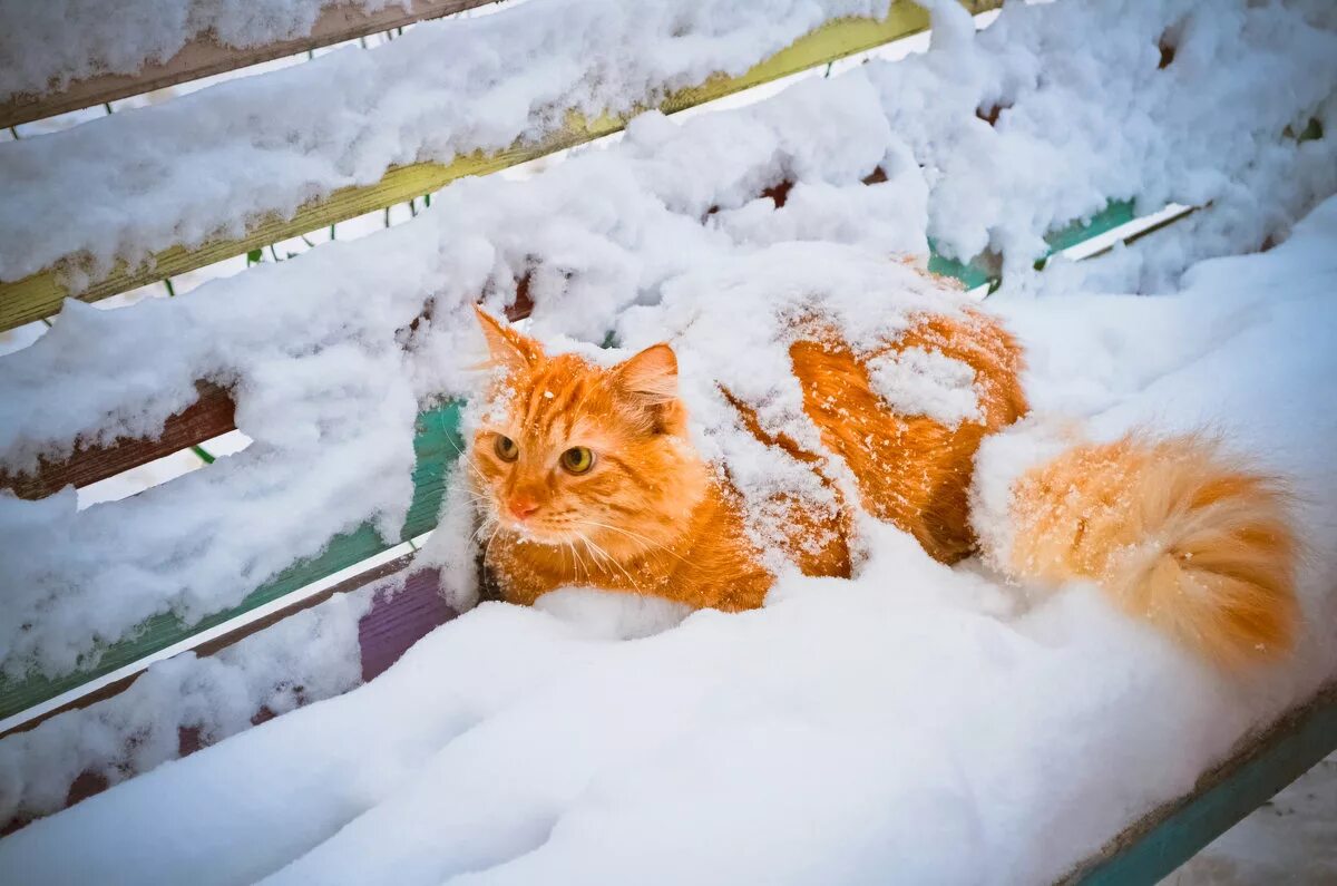 Сколько живет зима. Зимний кот. Кошки зимой. Кот в снегу. Рыжий кот зимой.