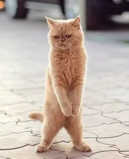 Кошка на 2 ногах