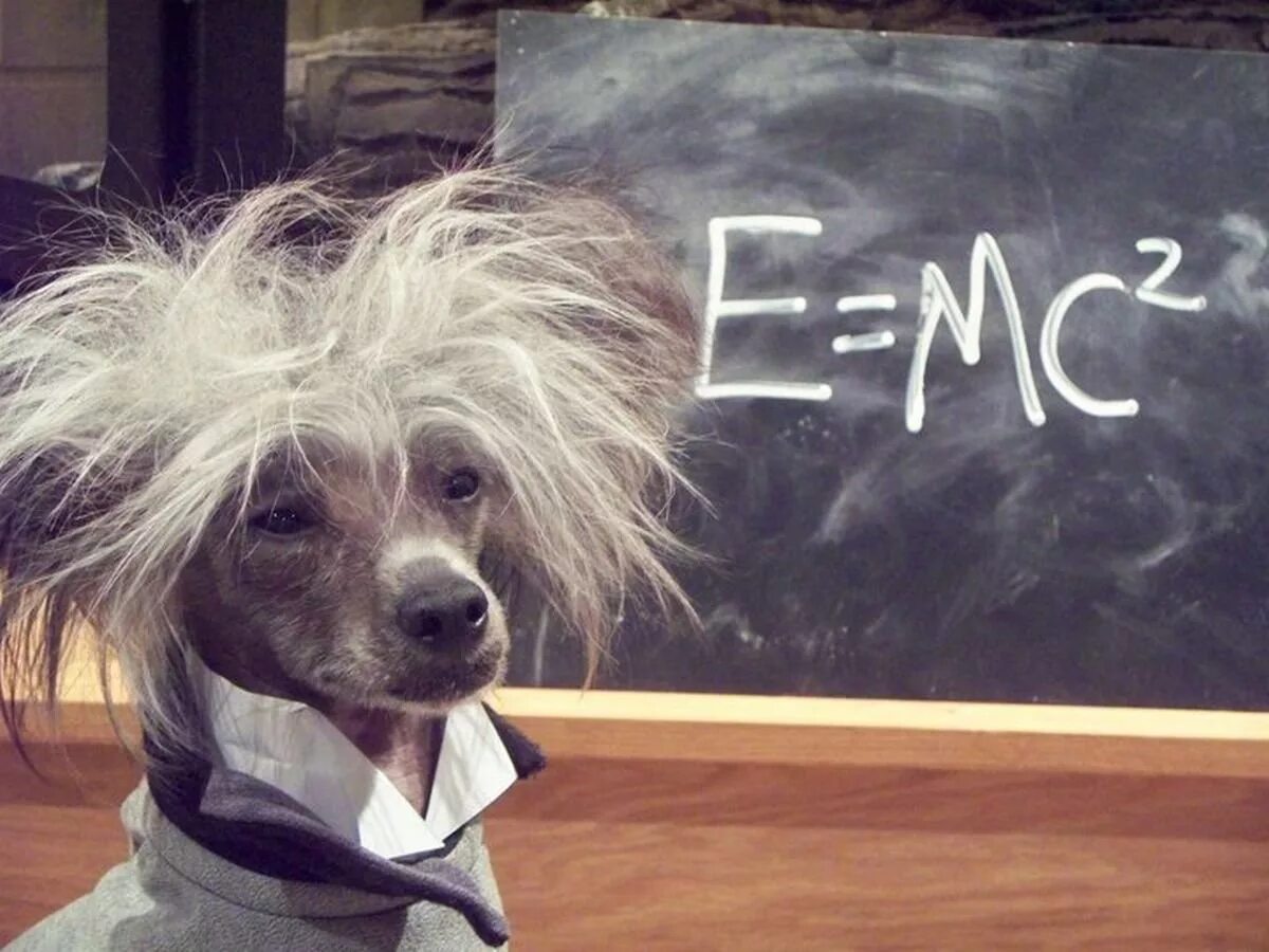 Вааль достаточно ли мы умны. Ум животных книга. Пти брабансон шоколадный. Прикольные морды животных. Смешные животные.