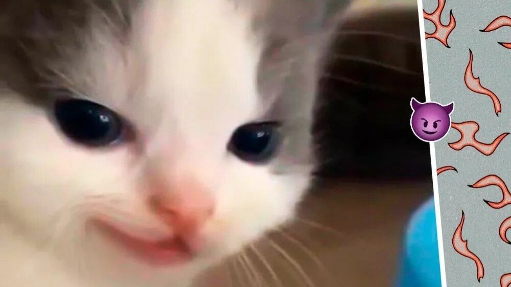 Котик хехе