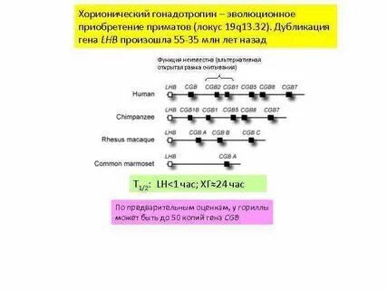 Копии генов