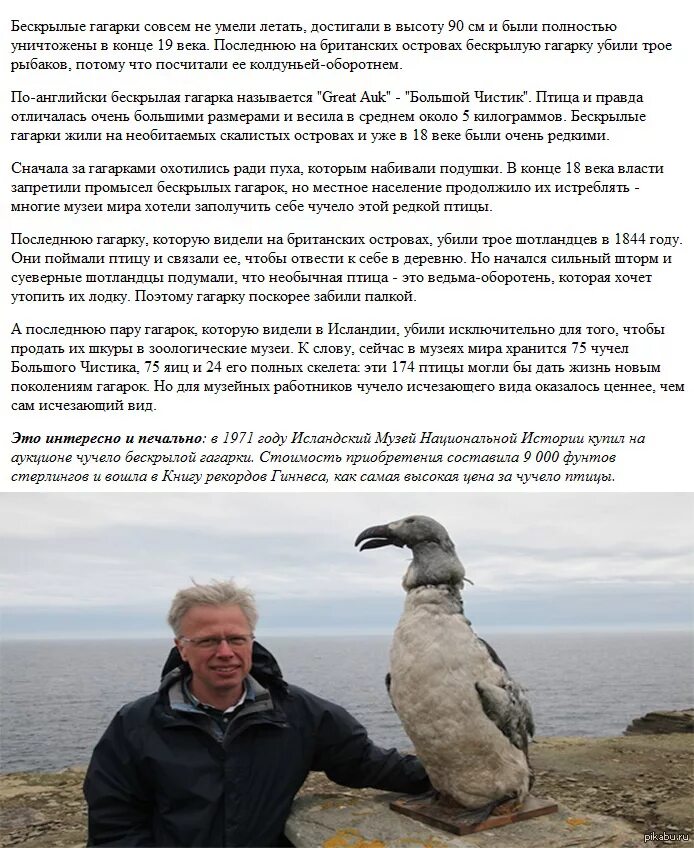 Сообщение о гагарке
