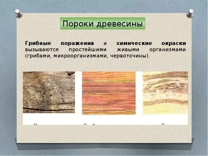 Пороки дерева