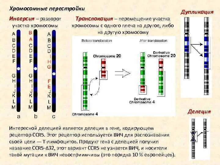 Транслокация Гена. Делеция дупликация инверсия транслокация. Хромосомные мутации инверсия делеция. Схема транслокации хромосом. Изменение сочетания генов в хромосомах