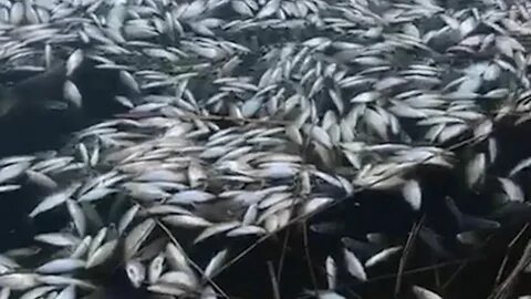 Рыба большая азовское море
