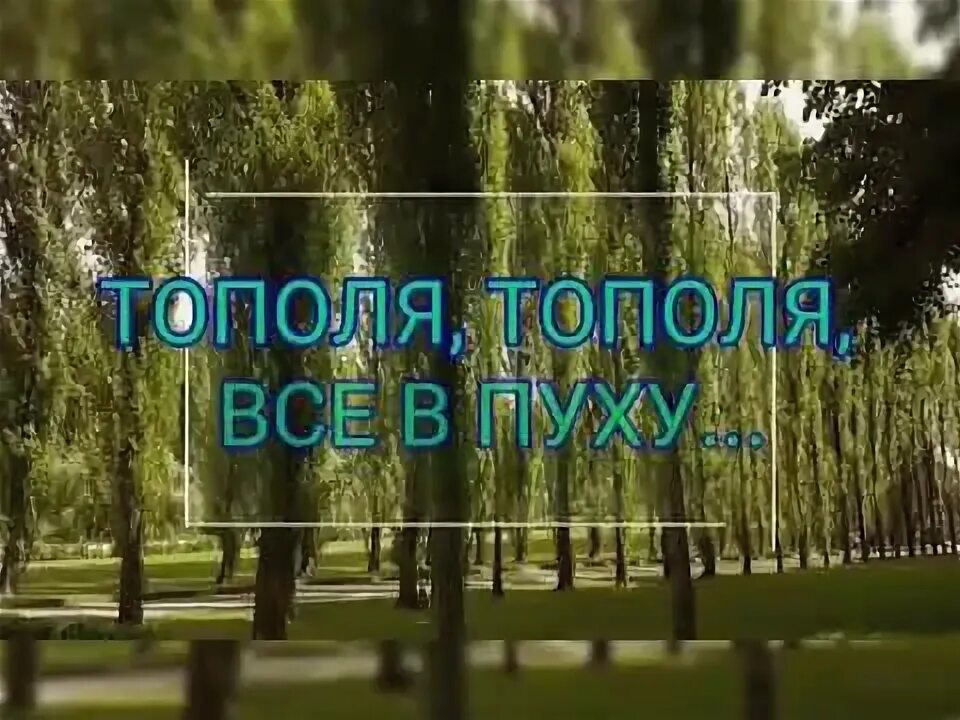 Тополя песня. Тополя тополя тополя песня. Тополя, тополя, в город мой влюблённые. Слова песни тополя тополя тополя. Тополя слова текст