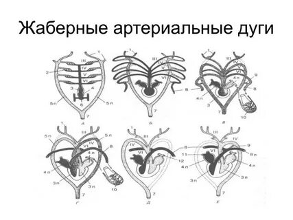 Жаберная артериальная дуга