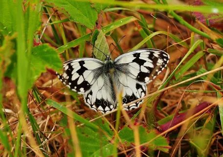 Крылья птиц и насекомых: Фотографии и иллюстрации Альбом открытий centralnaya18.