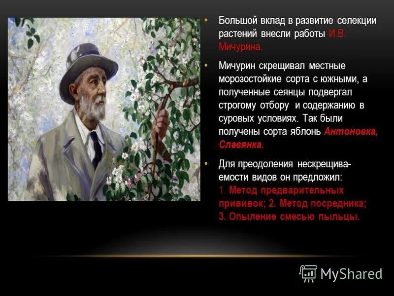 Мичурин иван владимирович достижения кратко. Достижения мичурина в селекции. Иван владимирович мичурин известный учёный-биолог селекционер. Иван владимирович мичурин селекция. Вклад и достижения мичурина в развитии селекции.