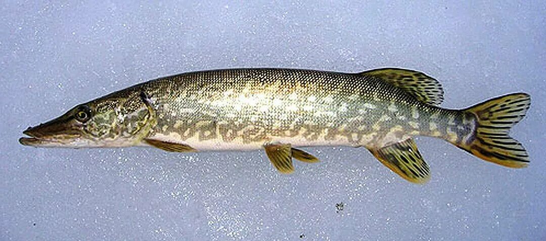 Щука Esox Lucius. Обыкновенная щука (Esox Lucius). Вид обыкновенная щука - Esox Lucius. Амурская тигровая щука.