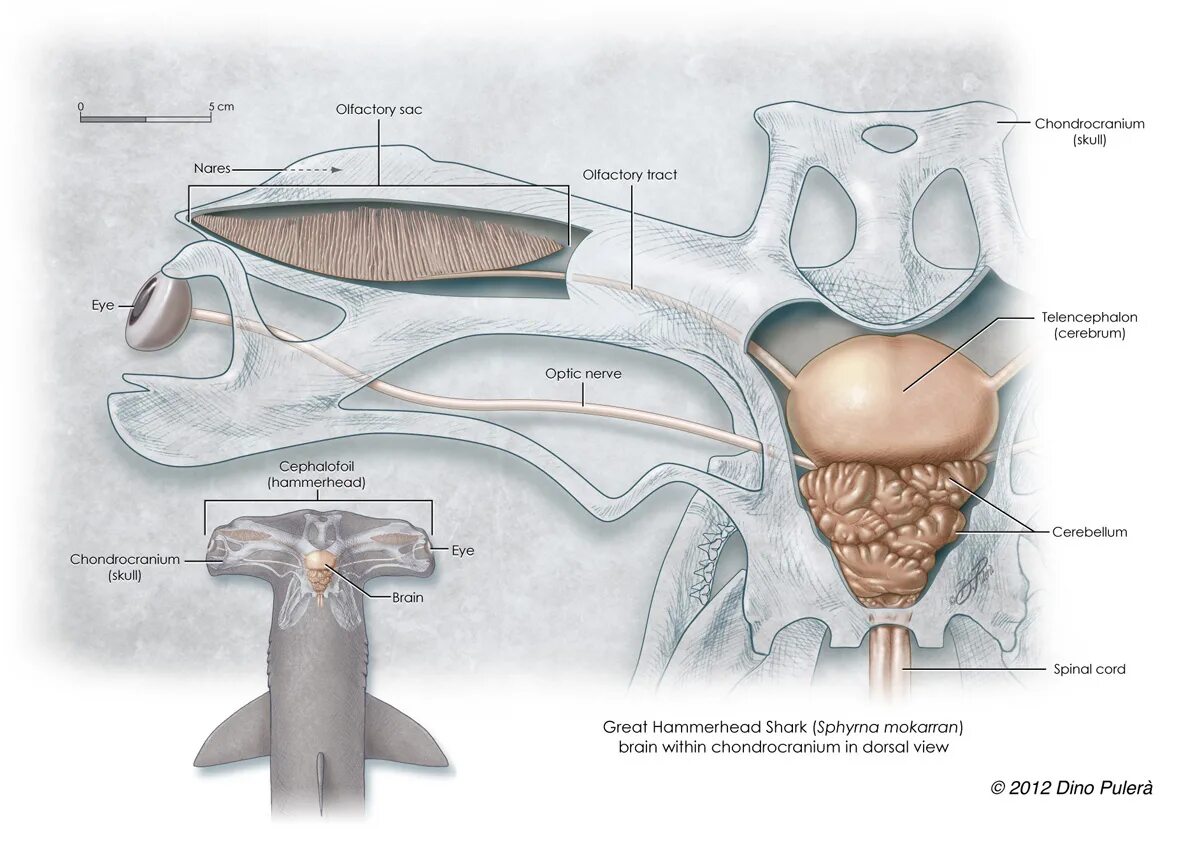 Нервная система акулы. Мозг акулы. Строение головного мозга акулы. Головной мозг акулы сбоку.