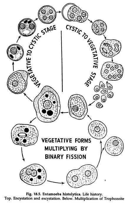 В каком организме происходит развитие дизентерийной амебы. Жизненный цикл дизентерийной амебы. Жизненный цикл дизентерийной амебы схема. Стадии жизненного цикла дизентерийной амебы. Стадии цикла развития дизентерийной амебы.