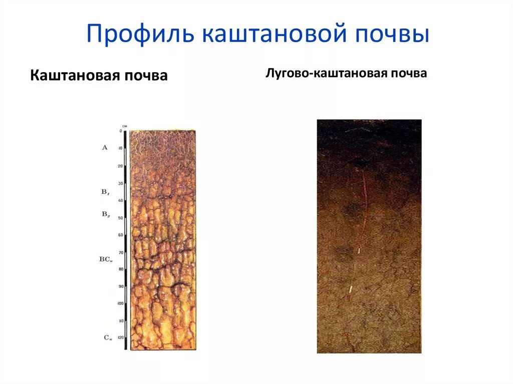 Каштановые сухие степи. Почвенный профиль лугово-каштановые. Почвенный профиль Каштановой почвы. Лугово каштановые почвы профиль. Каштановые почвы сухих степей профиль.